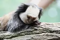 Wei�kopf-B�schelaffe (Callithrix geoffroyi) am 25.7.2010 im Zoo Heildelberg.