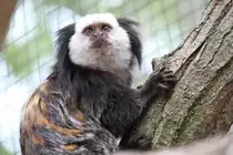 Wei�kopf-B�schelaffe (Callithrix geoffroyi) am 25.7.2010 im Zoo Heildelberg.