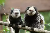 Wei�kopf-B�schelaffe (Callithrix geoffroyi) am 25.7.2010 im Zoo Heildelberg.