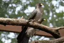 Schwarzschwanz-L�rmvogel (Crinifer piscator) am 25.7.2010 im Zoo Heildelberg.
