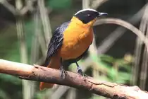 Wei�scheitelr�tel (Cossypha niveicapilla) am 25.7.2010 im Zoo Heildelberg.