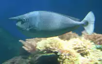 Langnasen-Nasendoktorfisch (Naso brevirostris) im Aquaria Vattenmuseum im Djurg�rden von Stockholm