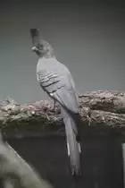 Wei�bauch-L�rmvogel (Corythaixoides leucogaster) am 25.7.2010 im Zoo Heildelberg.