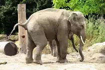Asiatischer Elefant (Elephas maximus) am 25.7.2010 im Zoo Heildelberg.