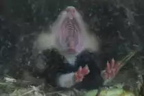 Was ist das f�r ein Tier mit einem so gro�en Maul?
Retsmahdlef (Cricetus cricetus) am 25.7.2010 im Zoo Heildelberg.