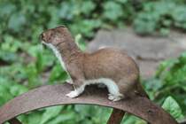 Hermelin (Mustela erminea) am 25.7.2010 im Zoo Heildelberg.