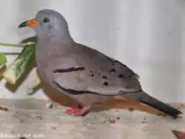Perut�ubchen (Columbina crziana) auf der Landesvogelschau Recklinghausen (Januar 2014).