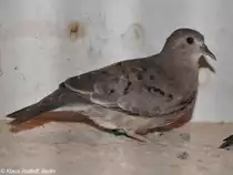 Zwergt�ubchen (Columbina minuta) auf der Landesvogelschau Recklinghausen (Januar 2014).