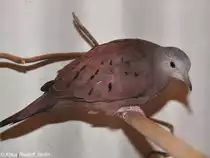 Rostt�ubchen (Columbina talpacoti) auf der Landesvogelschau Recklinghausen (Januar 2014).