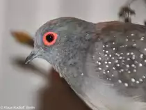 Diamantt�ubchen (Geopelia cuneata) auf der Landesvogelschau Recklinghausen (Januar 2014).