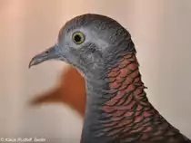 Kupfernackentaube (Geopelia humeralis) auf der Landesvogelschau Recklinghausen (Januar 2014).