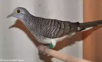 Timort�ubchen (Geopelia maugeus) auf der Landesvogelschau Recklinghausen (Januar 2014).