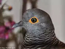 Timort�ubchen (Geopelia maugeus) auf der Landesvogelschau Recklinghausen (Januar 2014).