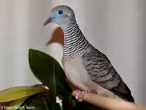 Friedenst�ubchen (Geopelia placida) auf der Landesvogelschau Recklinghausen (Januar 2014).