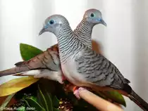 Friedenst�ubchen (Geopelia placida) auf der Landesvogelschau Recklinghausen (Januar 2014).