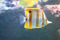 Ein Kupferstreifen-Pinzettfisch (Chelmon rostratus) im Meerwasserbecken des Aquaria Vattenmuseum im Djurg�rden von Stockholm.