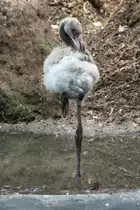 Junger Roter Flamingo oder auch Kubaflamingo (Phoenicopterus ruber) am 25.7.2010 im Zoo Heildelberg.