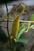 Wandelndes Blatt (Phyllium siccifolium) am 25.7.2010 im Zoo Heildelberg.