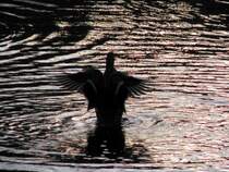 morgenstund  schne stund