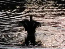 morgenstund  sch�ne stund