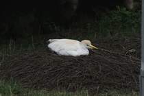 Brtender Kuhreiher (Bubulcus ibis) am 25.7.2010 im Zoo Heildelberg.