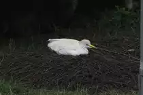 Br�tender Kuhreiher (Bubulcus ibis) am 25.7.2010 im Zoo Heildelberg.