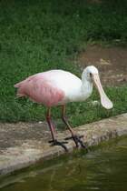 Rosalffler (Ajaia ajaja) am 25.7.2010 im Zoo Heildelberg.