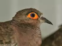 Brillent�ubchen (Metriopelia ceciliae) auf der Landesvogelschau Recklinghausen (Januar 2014).