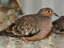 Brillentubchen (Metriopelia ceciliae) auf der Landesvogelschau Recklinghausen (Januar 2014).