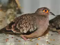 Brillent�ubchen (Metriopelia ceciliae) auf der Landesvogelschau Recklinghausen (Januar 2014).