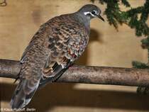 Groe Bronzeflgeltaube (Phaps chalcoptera). Weibchen auf der Landesvogelschau Recklinghausen (Januar 2014).