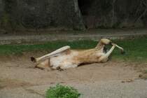 Rote Riesenknguru (Macropus rufus) am 25.7.2010 im Zoo Heildelberg.