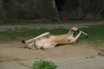 Rote Riesenk�nguru (Macropus rufus) am 25.7.2010 im Zoo Heildelberg.