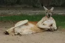 Rote Riesenk�nguru (Macropus rufus) am 25.7.2010 im Zoo Heildelberg.