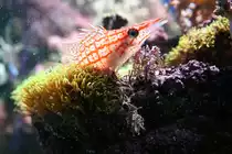 Ein Langschnauzen-Korallenw�chter (Oxycirrhites typus) im Aquaria Vattenmuseum im Djurg�rden von Stockholm.