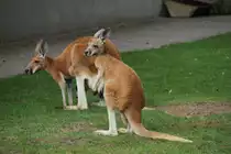 Rote Riesenk�nguru (Macropus rufus) am 25.7.2010 im Zoo Heildelberg.
