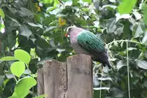 Gr�nfl�geltaube (Chalcophas indica) am 25.7.2010 im Zoo Heildelberg.