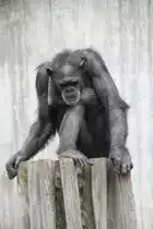 Yoga aus�bender Schimpanse am 25.7.2010 im Zoo Heildelberg.