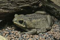 Aga-Krte (Bufo marinus) am 25.7.2010 im Zoo Heildelberg.