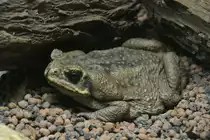 Aga-Kr�te (Bufo marinus) am 25.7.2010 im Zoo Heildelberg.