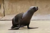 M�hnenrobbe (Otaria flavescens) am 25.7.2010 im Zoo Heildelberg.