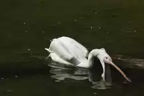 Rosapelikan (Pelecanus onocrotalus) auf Fischzug. 25.7.2010 im Zoo Heildelberg.