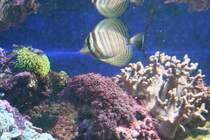 Indischer Segelflossendoktor (Zebrasoma desjardinii) Aquaria Vattenmuseum im Djurgrden von Stockholm. 
