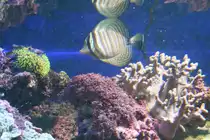 Indischer Segelflossendoktor (Zebrasoma desjardinii) Aquaria Vattenmuseum im Djurg�rden von Stockholm. 
