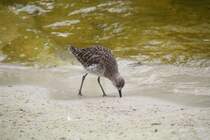 Kampflufer (Philomachus pugnax) am 25.7.2010 im Zoo Heildelberg.