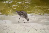 Kampfl�ufer (Philomachus pugnax) am 25.7.2010 im Zoo Heildelberg.