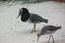 Kampfl�ufer (Philomachus pugnax) am 25.7.2010 im Zoo Heildelberg.