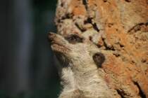 Erdmnnchen (Suricata suricatta) am 25.7.2010 im Zoo Heildelberg.
