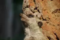 Erdm�nnchen (Suricata suricatta) am 25.7.2010 im Zoo Heildelberg.