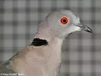 Sudan-Trauertaube oder Trillertaube (Streptopelia decipiens) auf der Landesvogelschau Recklinghausen (Januar 2014).